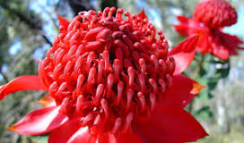 Waratah Waratah